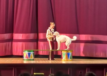 Цирк дрессированных собачек